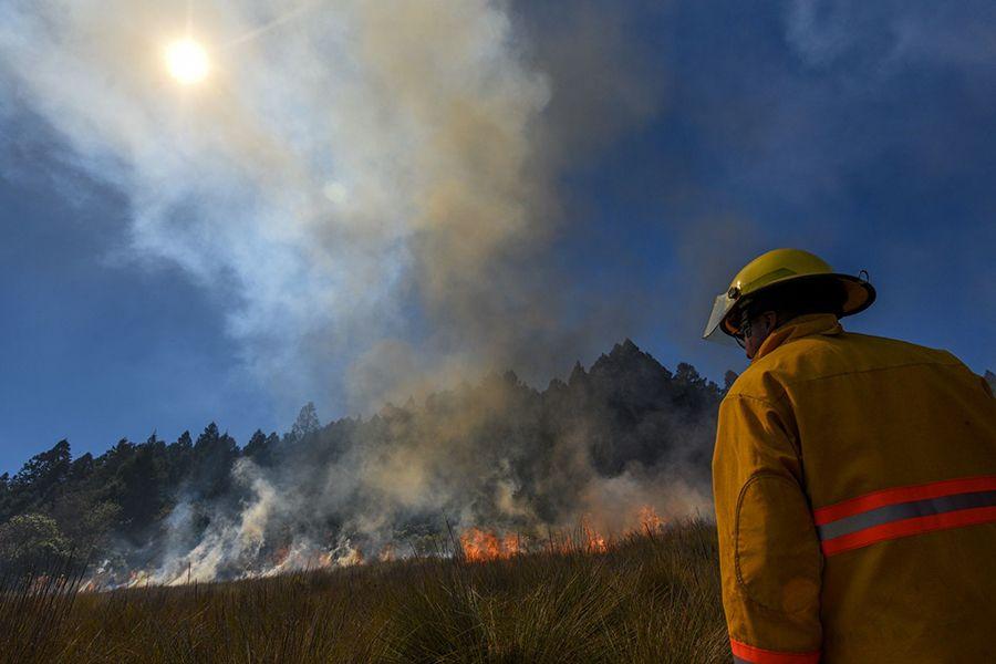 Brigadier before the fire. Photo: Crisanta Espinosa Aguilar/Cuartoscuro.com