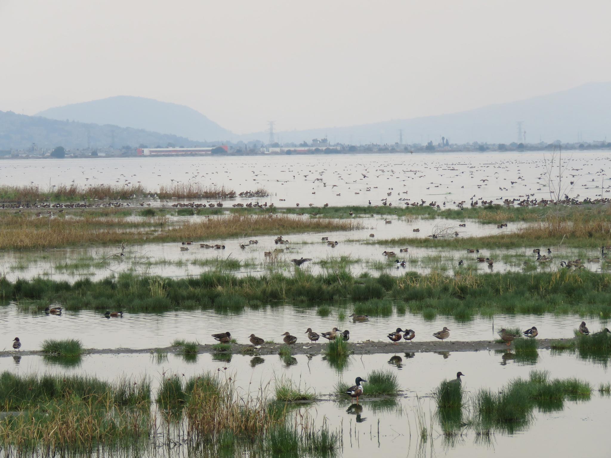 2 AdriánSotelo_ANP Lago de Texcoco.JPG