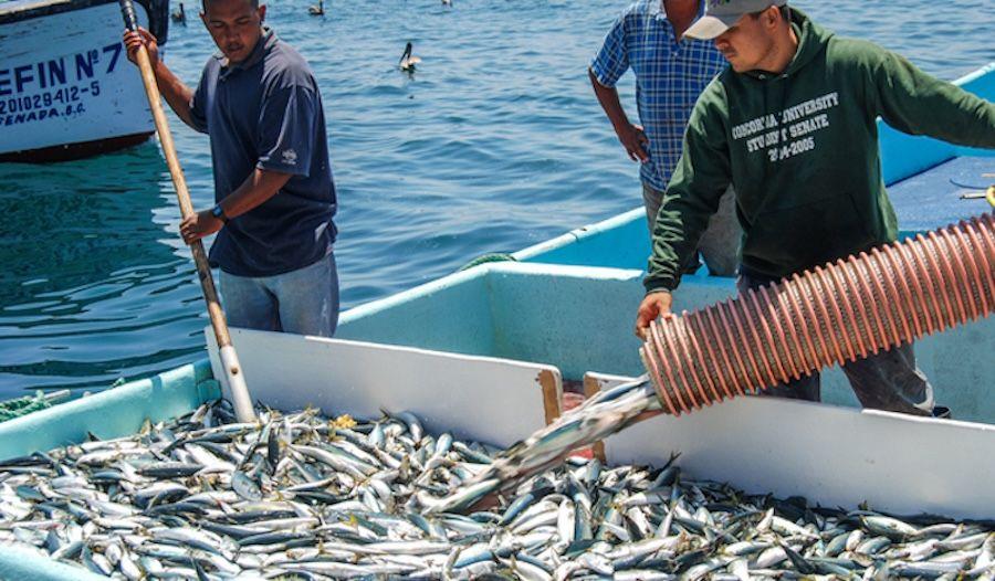 Artisanal Sardina.jpeg