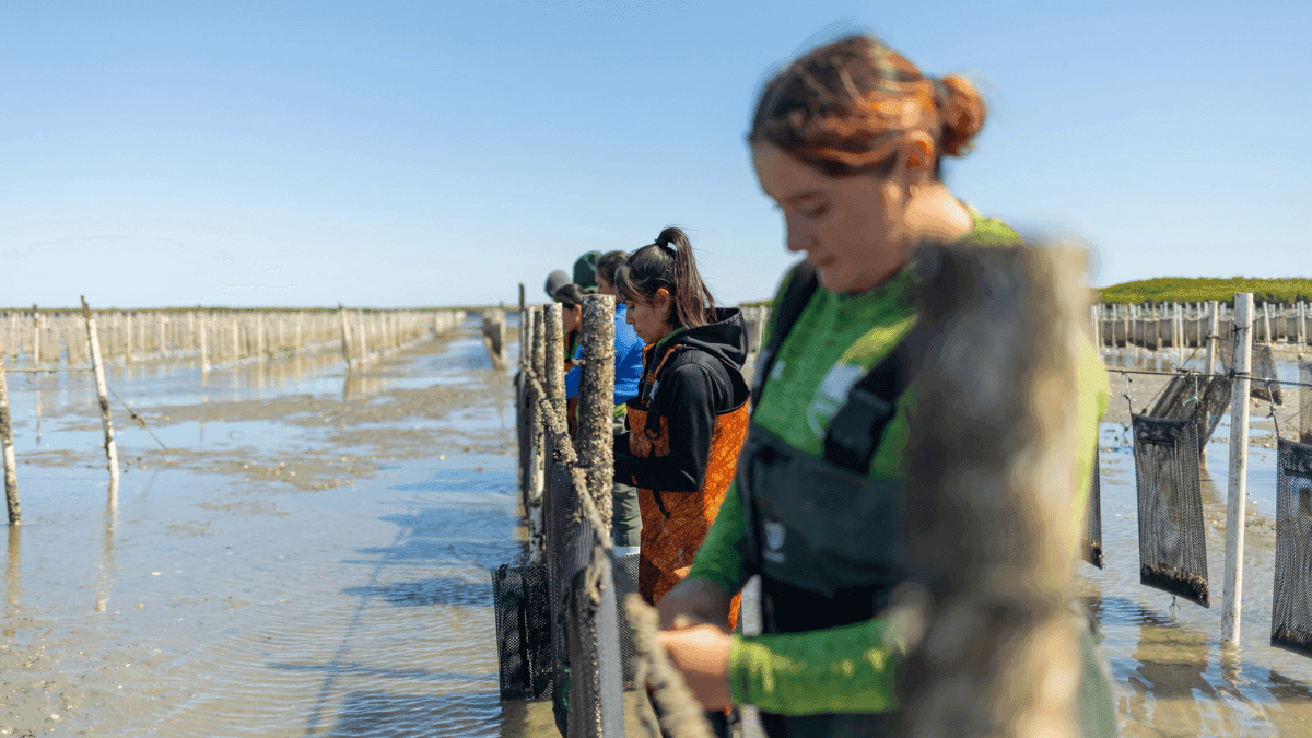 BLESSED SEA OYSTER FARMING (1) .png