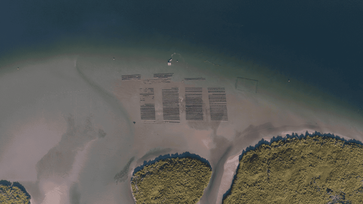 BLESSED SEA OYSTER FARMING (2) .png