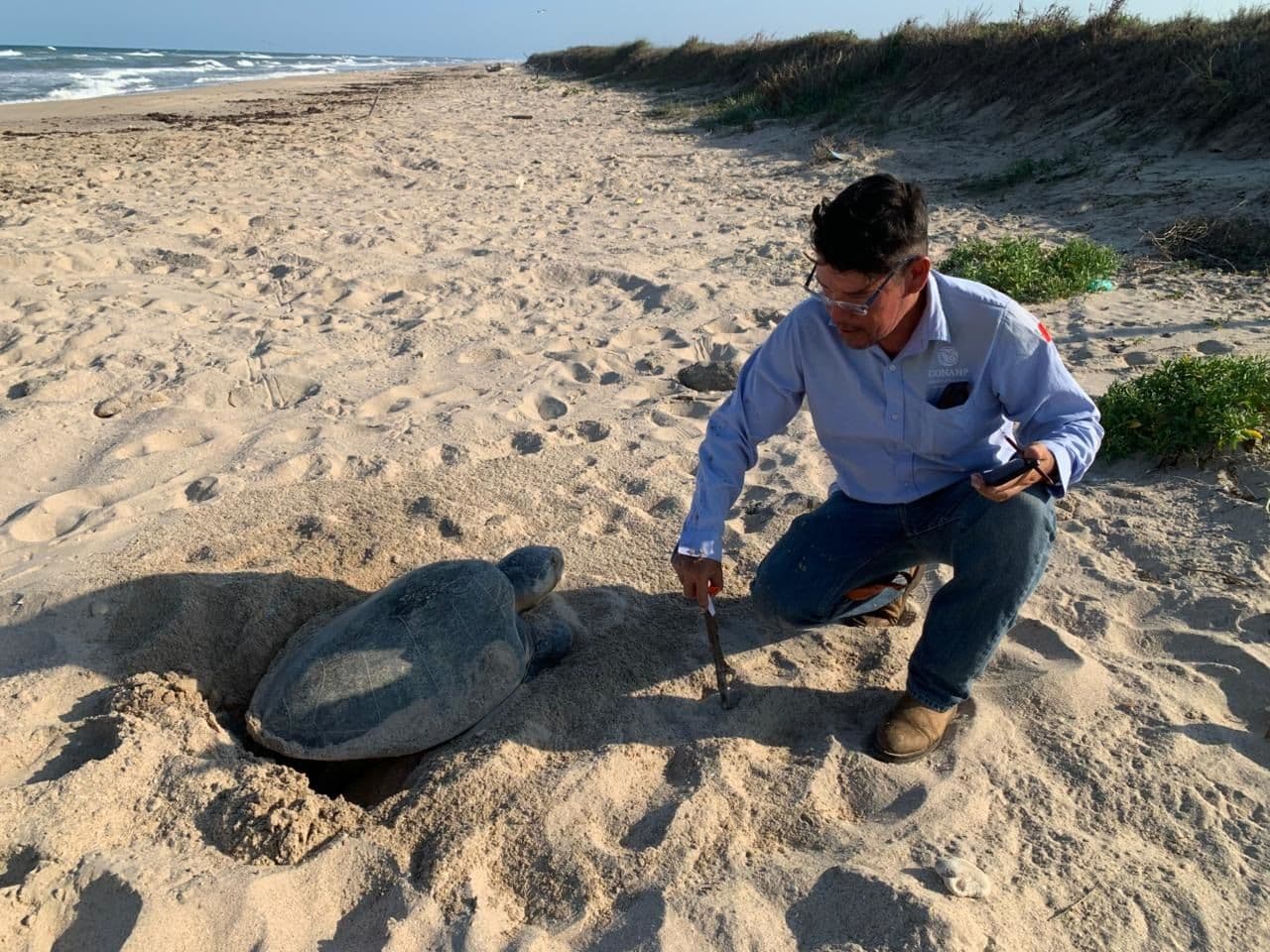 CONANP-TORTUGA.jpg