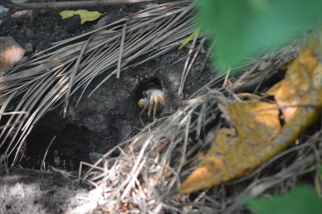 Crab in madriguera.JPG