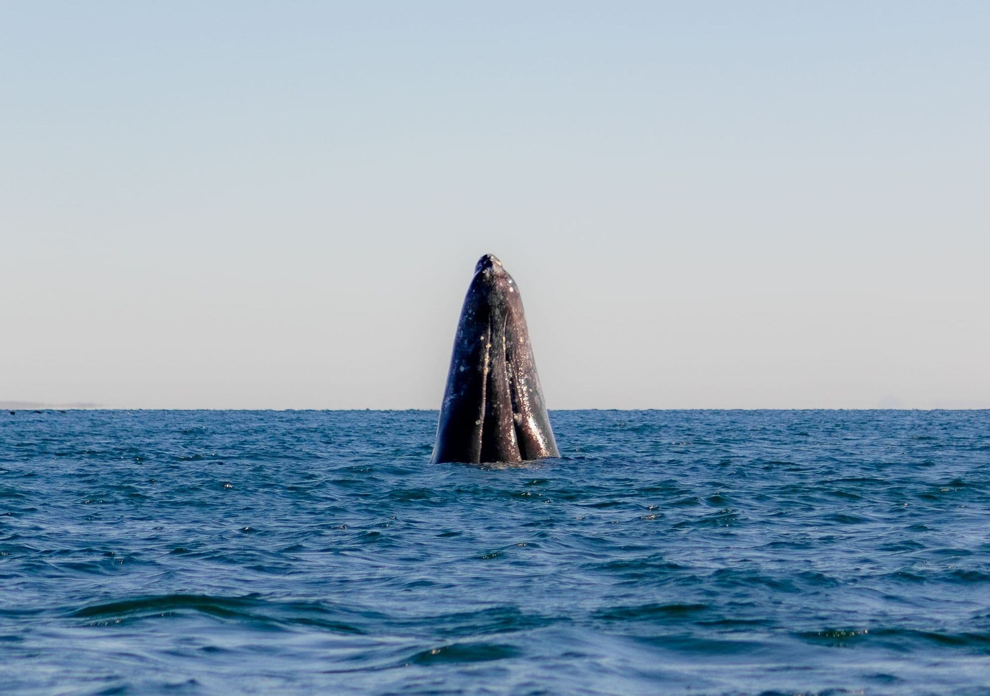 Carlos-Reyes-pexels-ballena.jpg