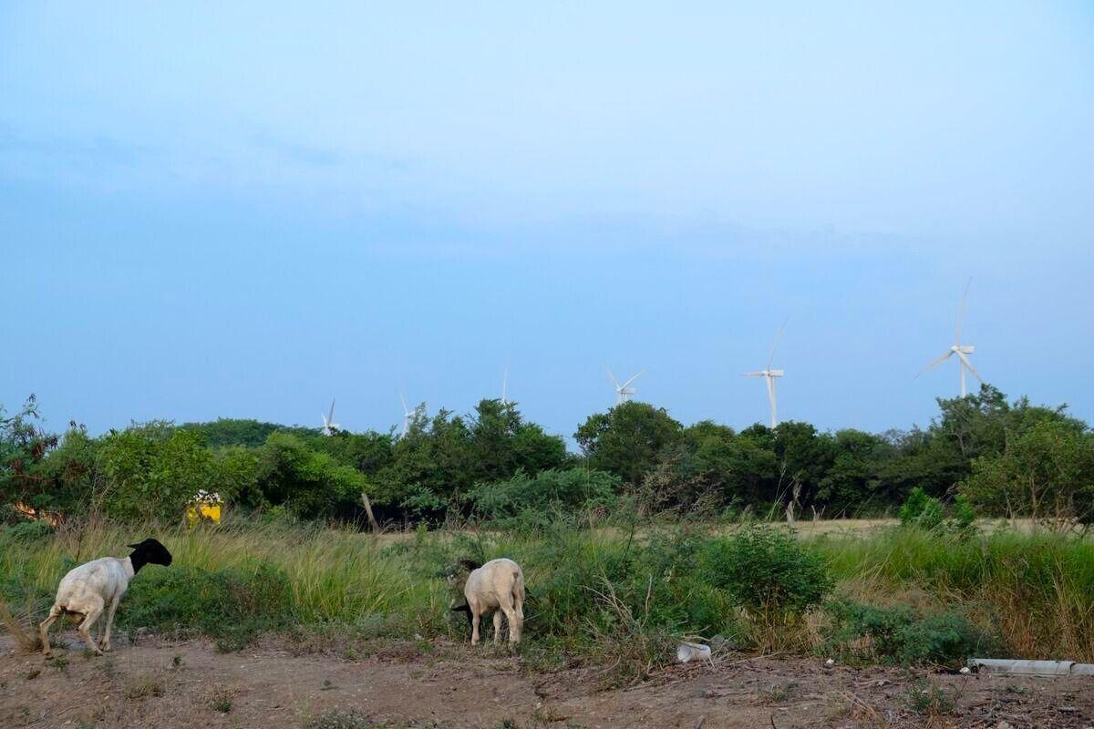 La instalación de eólicas en el Istmo tiene antecedentes desde finales de los 90. Foto: Isabel Mateos Hinojosa / Cuartoscuro.com