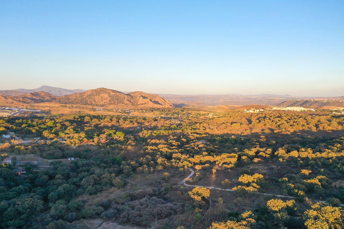 View of the El Nixticuil forest. Photo: Patricia Ramírez. 