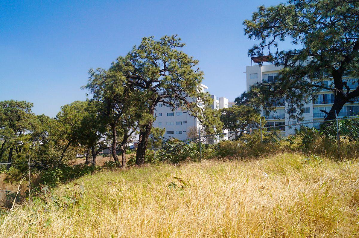 Cañada del Nixticuil, which is maintained as a conservation area. Photo: Patricia Ramírez.