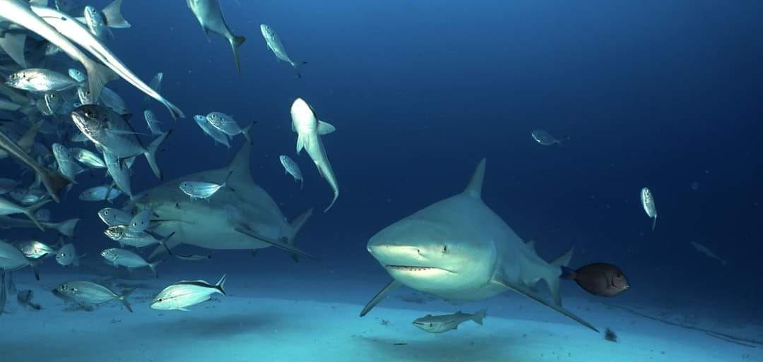 Mayan sharks.jpg