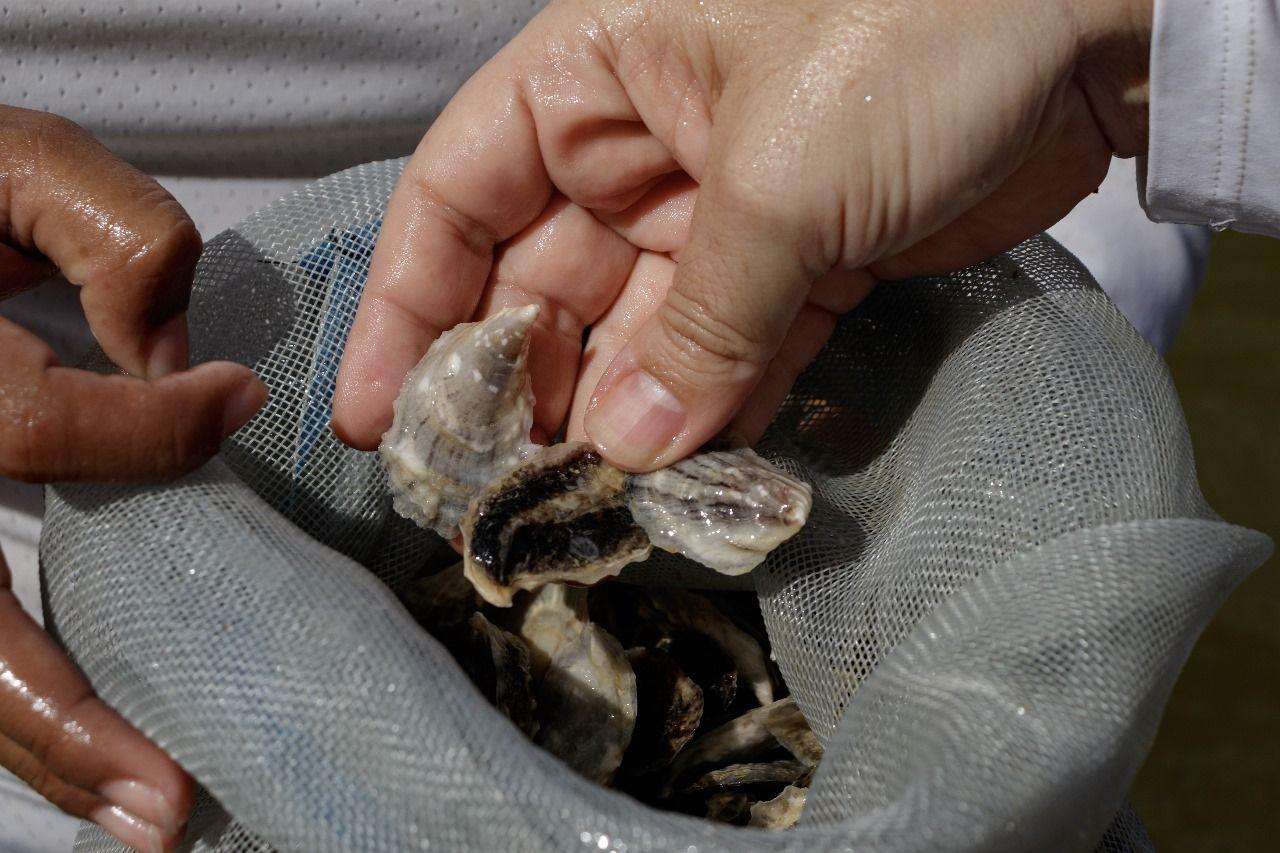 The cultivation of oysters, a wave of hope in Yucatán