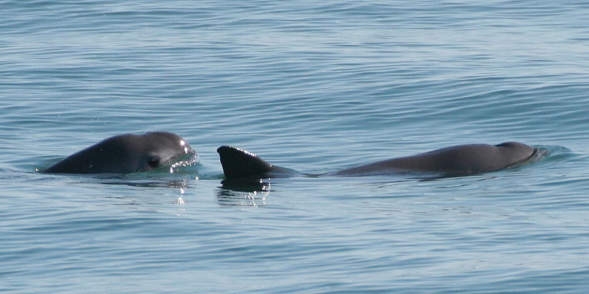 Vaquita3.jpg