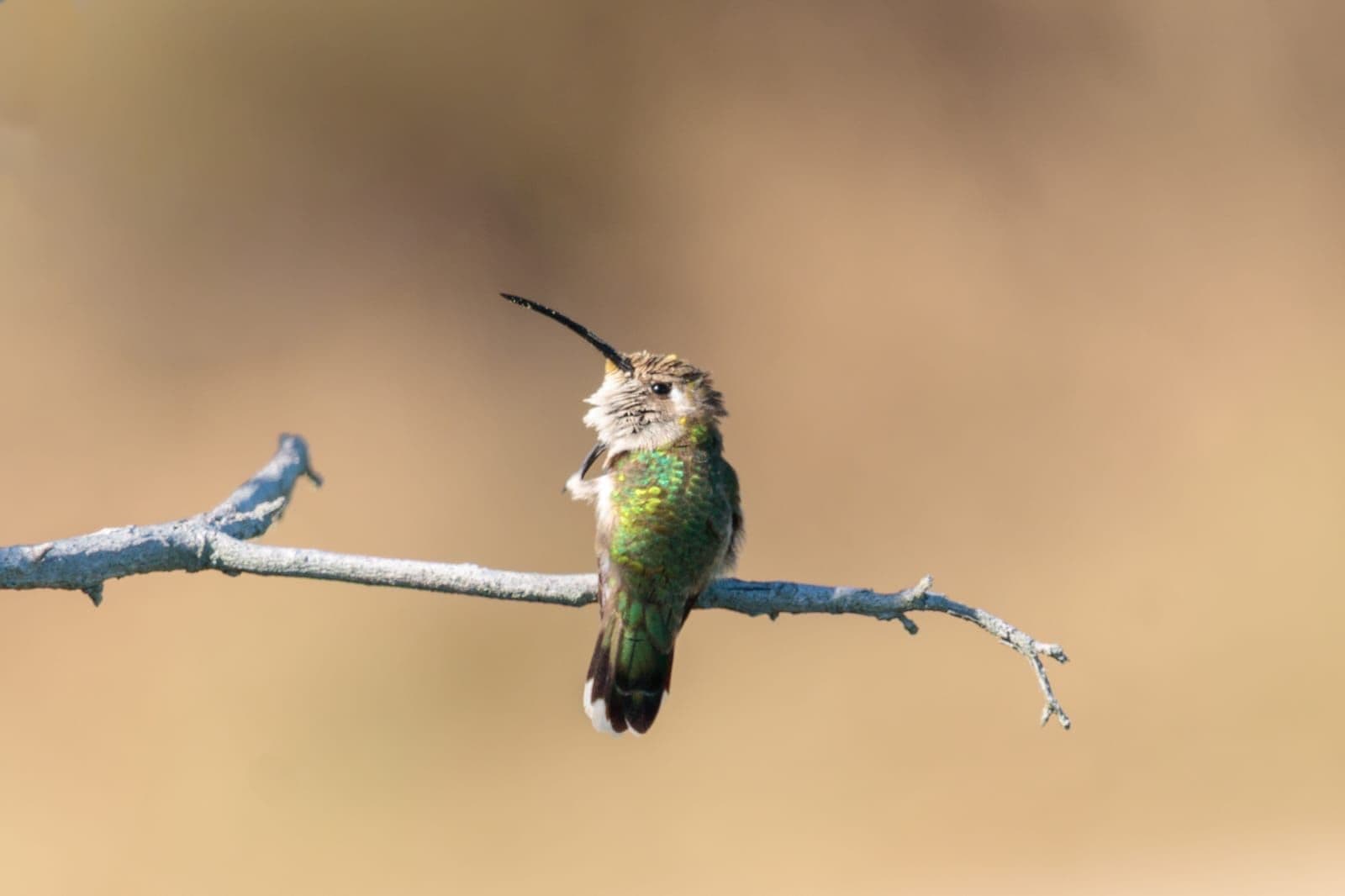 colibri-tijereta-dunas-chuburna.jpg