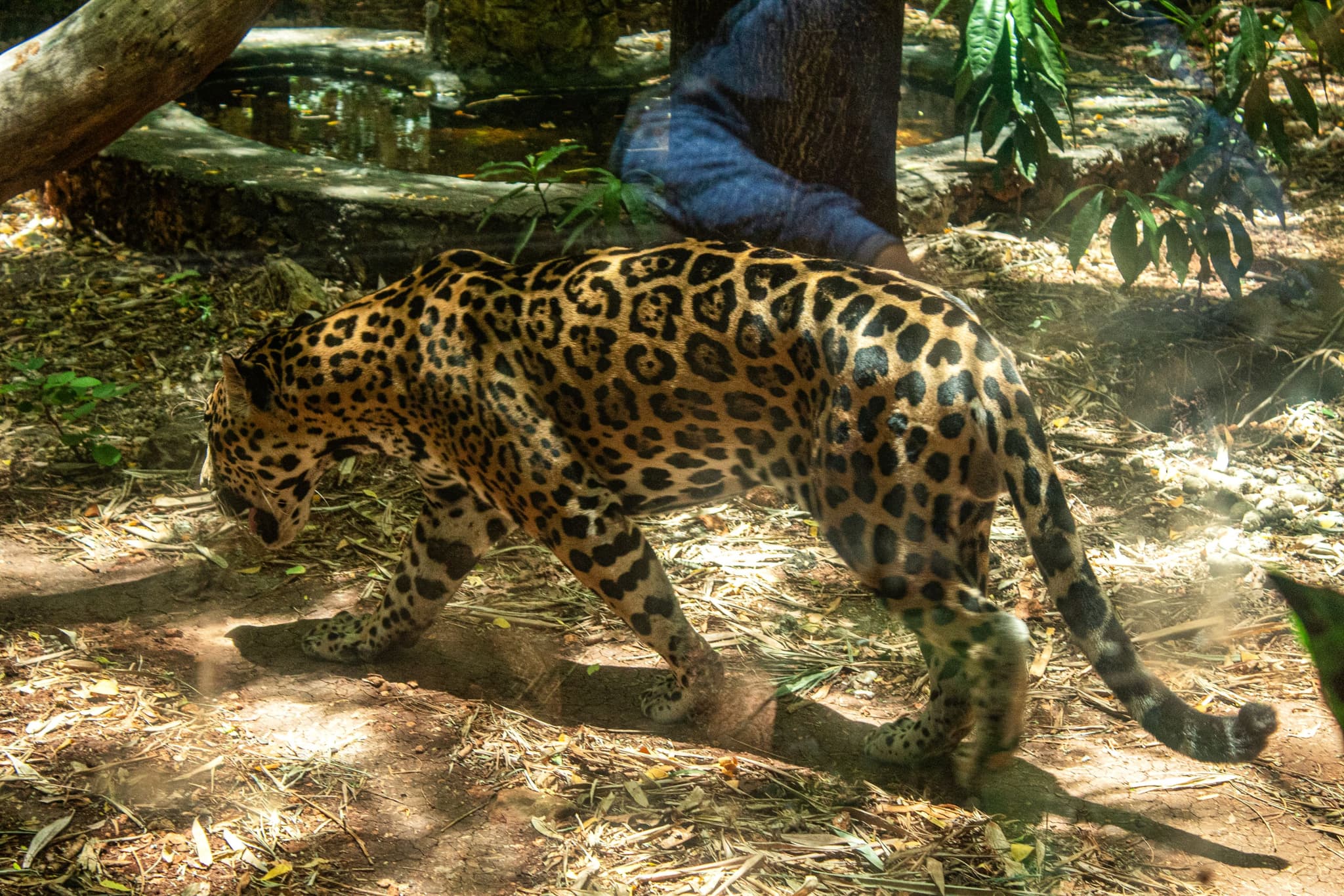 conflicto-ganaderos-jaguares-calakmul.jpg