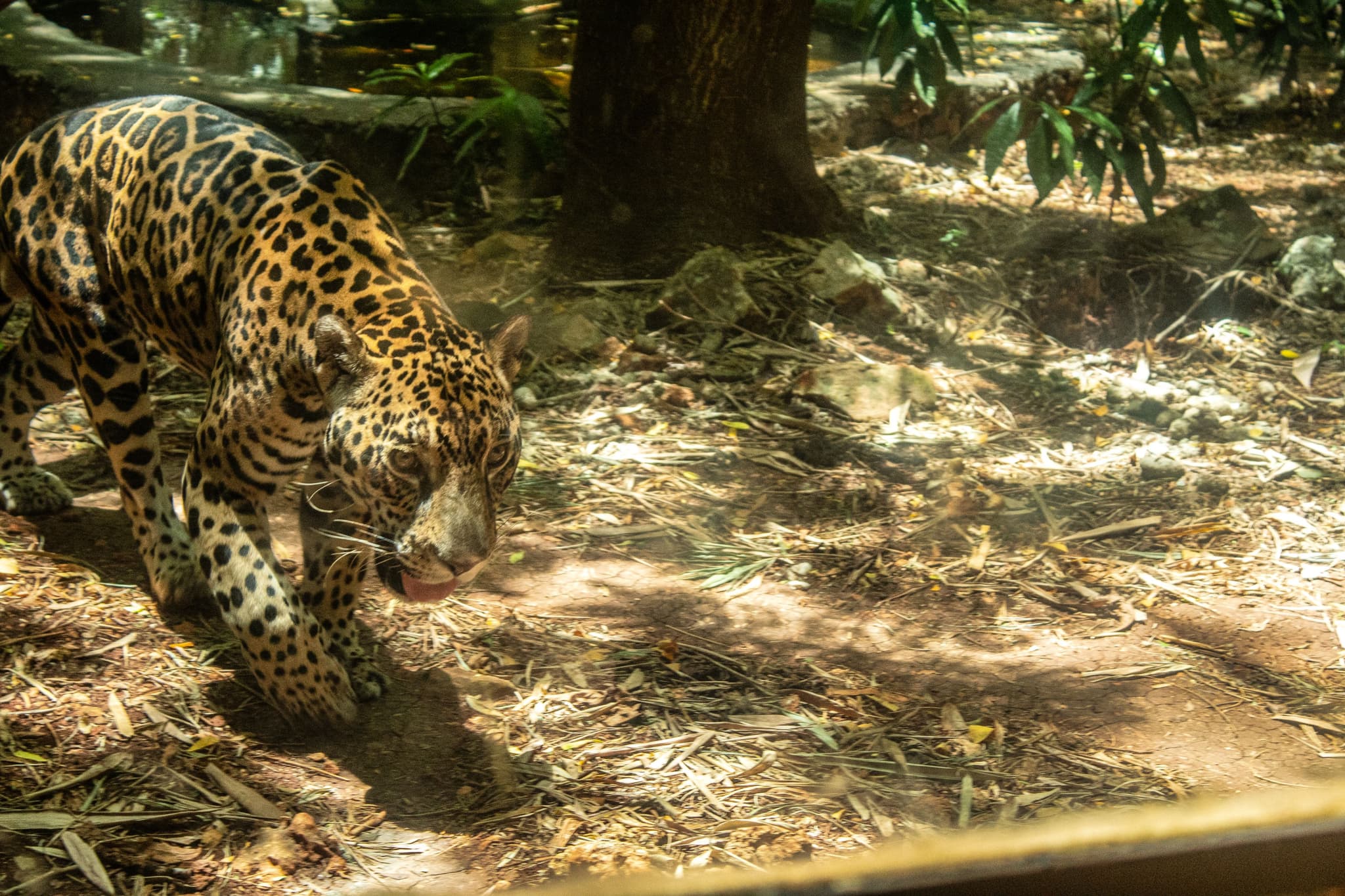 conflicto-tráfico-jaguar-calakmul-1.jpg