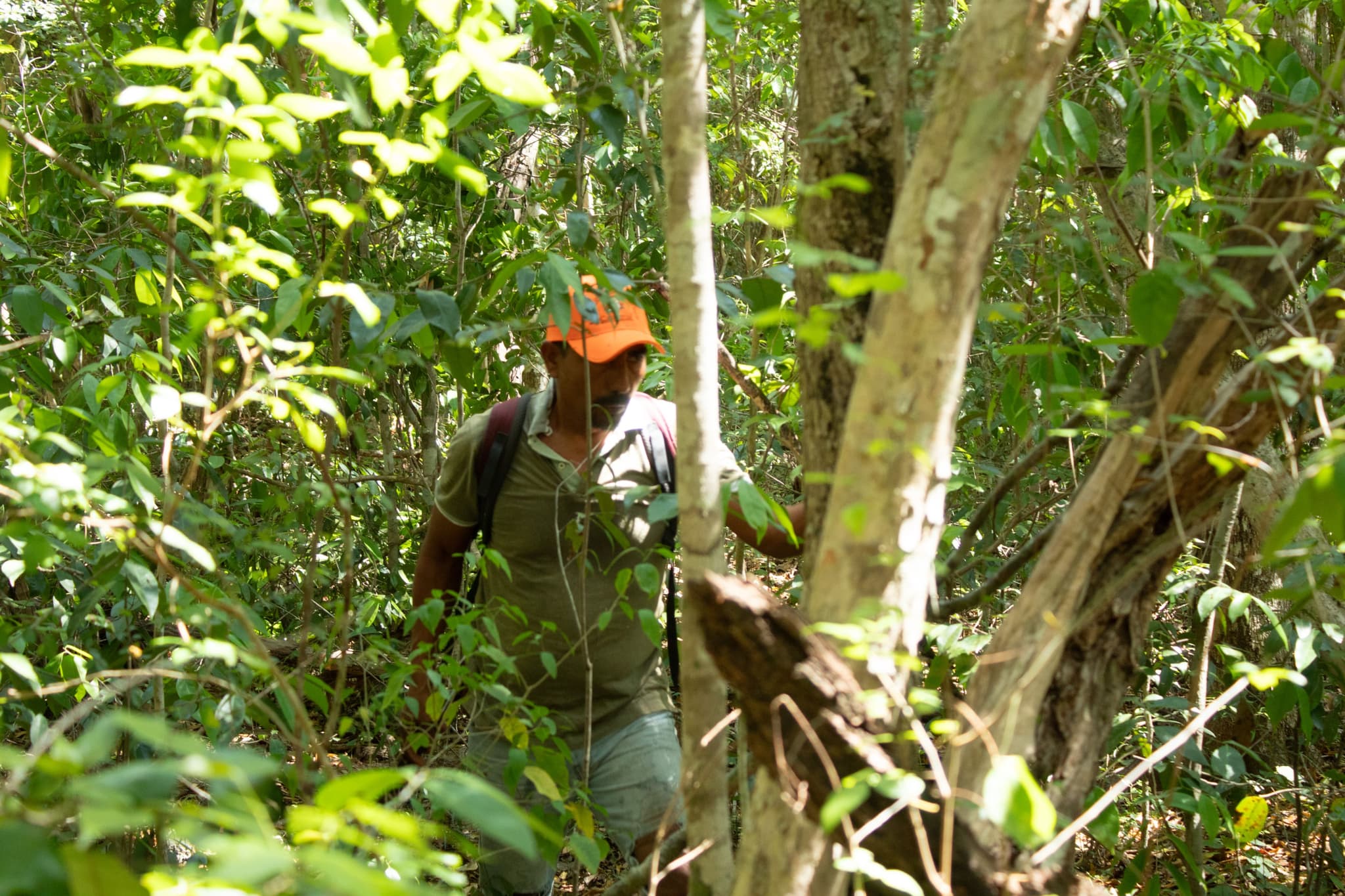 conflicto-trafico-jaguar-calakmul-2.jpg