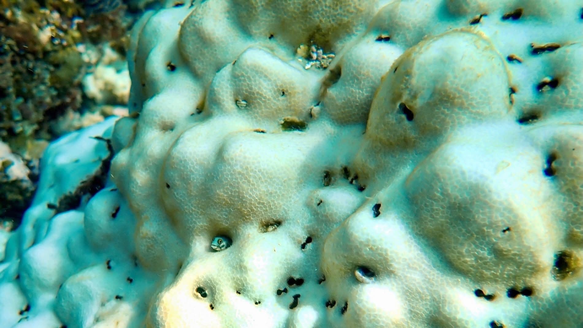 corales-cabo-pulmo-corales-perdidos.jpg
