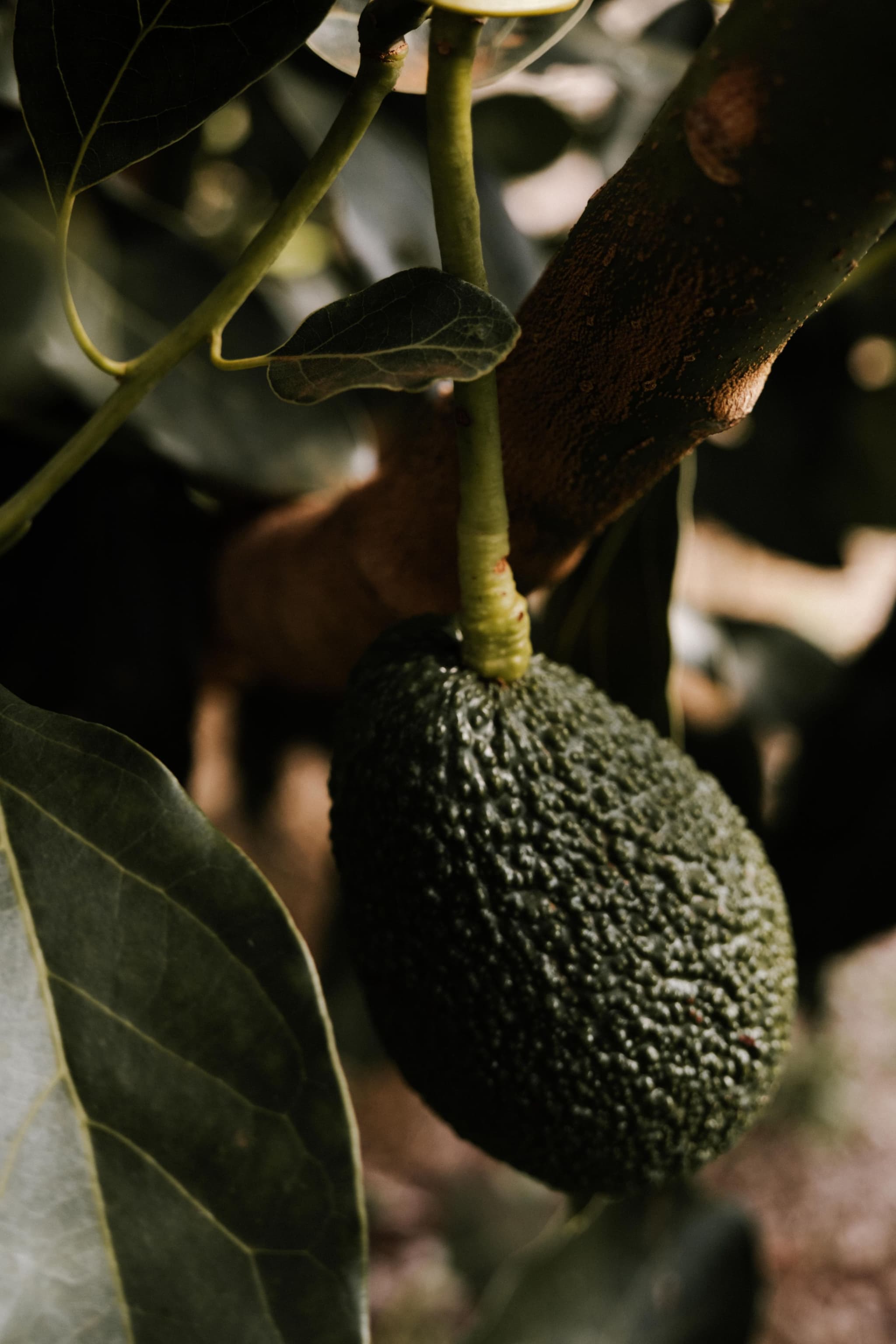 huerta-aguacate-deforestacion.jpg