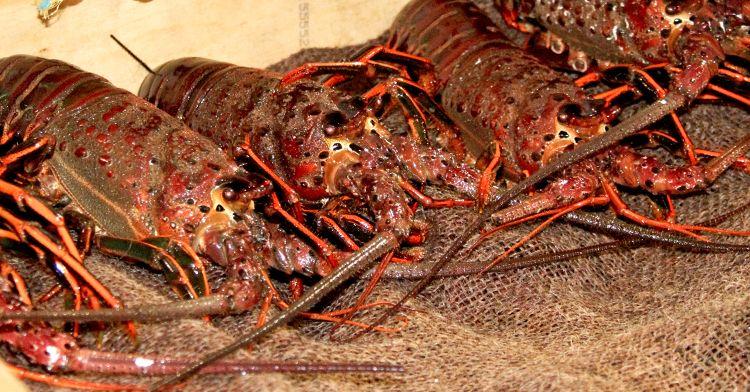 langosta_blog.jpg