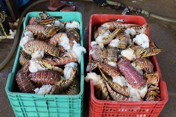lobsters gobierno.jpg