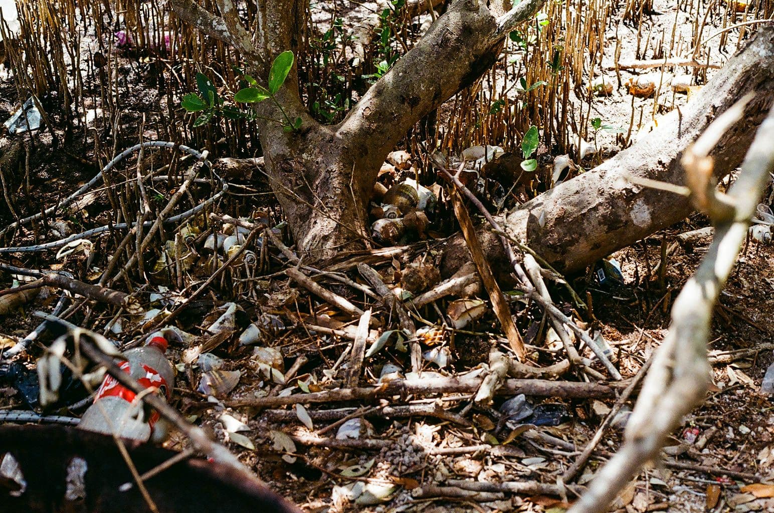manglar-dzilam-yucatan.jpg
