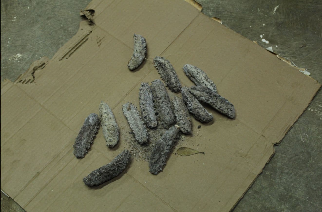 pepino-mar-dzilam-yucatan.jpg