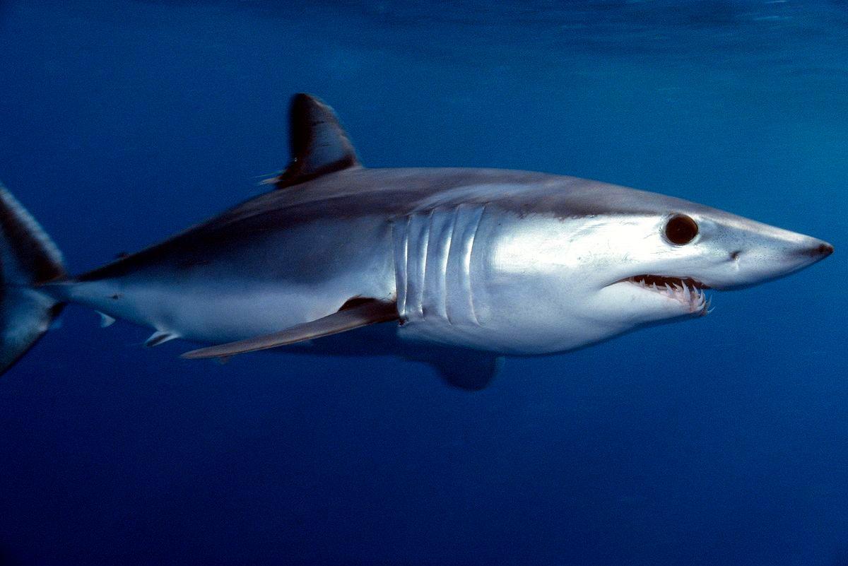 shark fishing 2.jpg