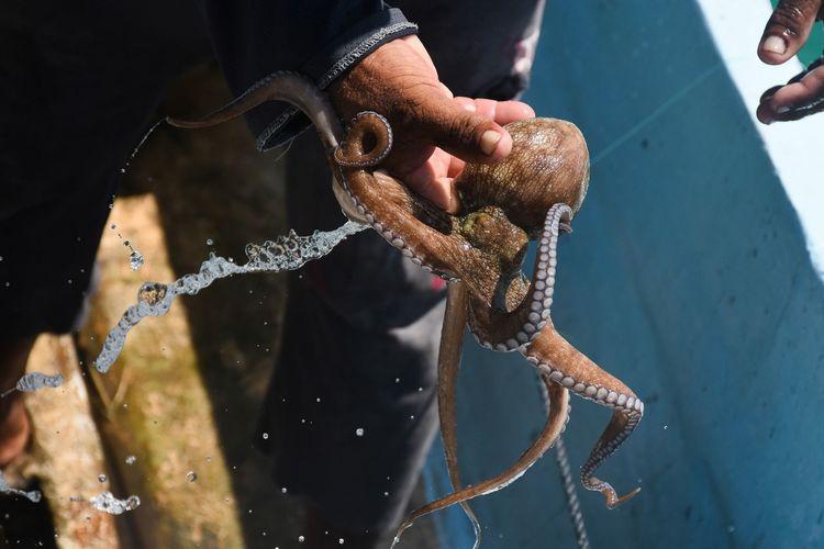 Este año, la Secretaría de Marina (Semar), ha decomisado mil 426 kilos de pulpo capturado fuera de temporada. Foto de archivo: Michael Balam / Cuartoscuro.com