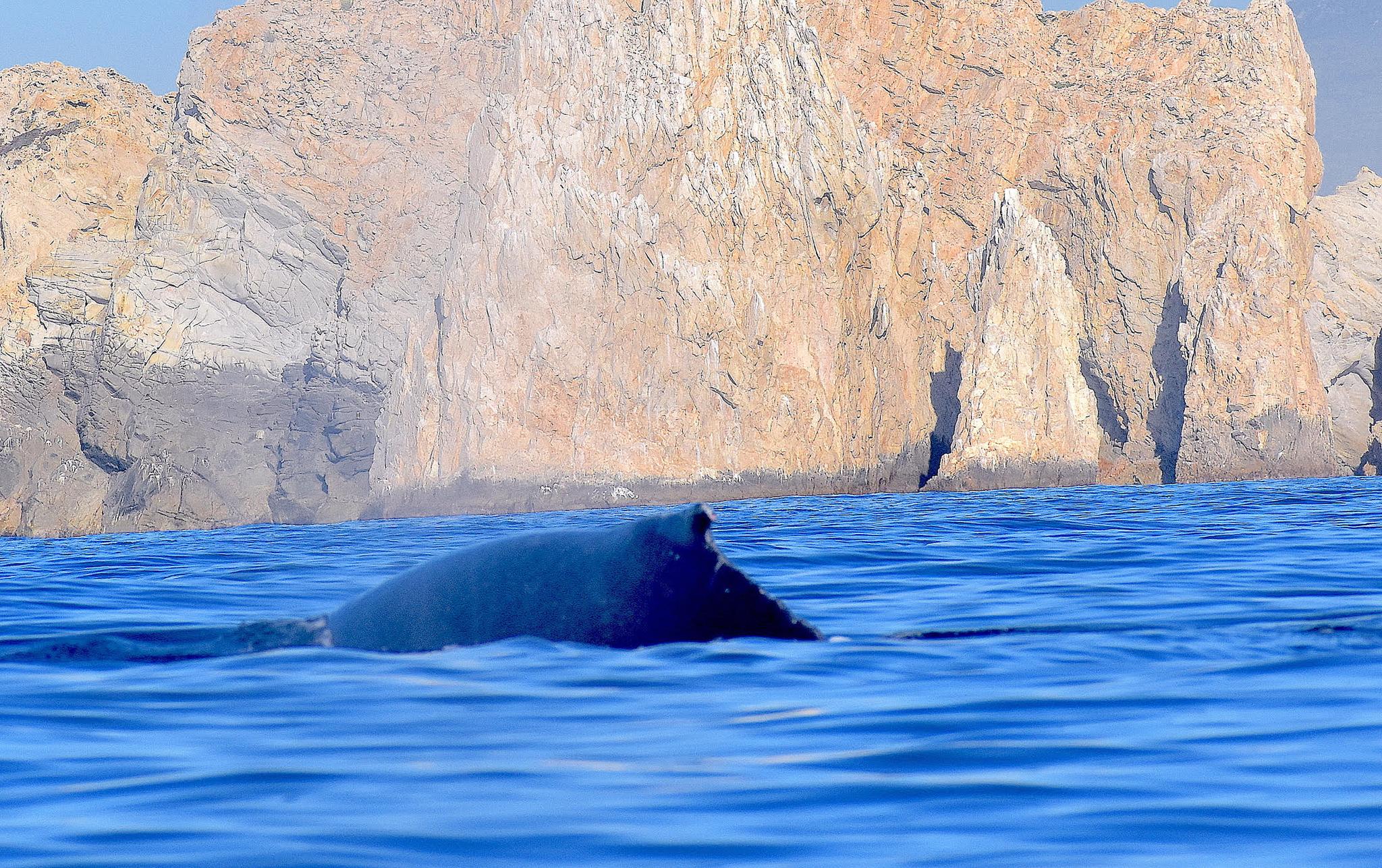 Ballena jorobada con aleta dorsal mutilada en Cabo San Lucas. Fuente: Rodolfo Asar