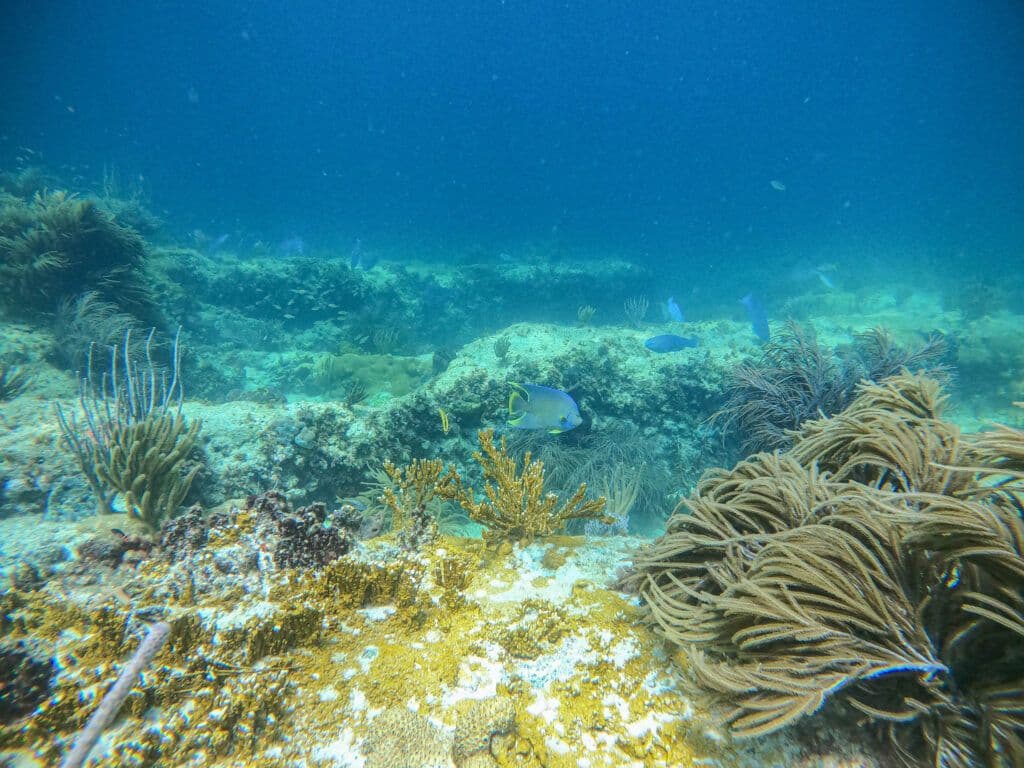 Damage from stranding on the Madagascar reef: permanent, but not serious