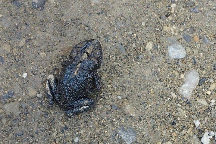 Pemex Ojital Viejo oil spills 3.jpeg