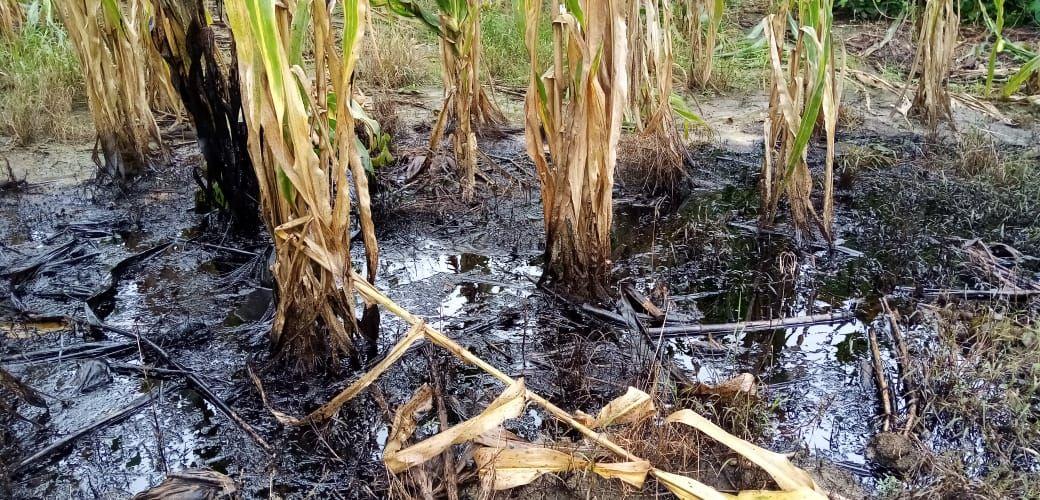 Derrames de petróleo Pemex Ojital Viejo 4.jpeg