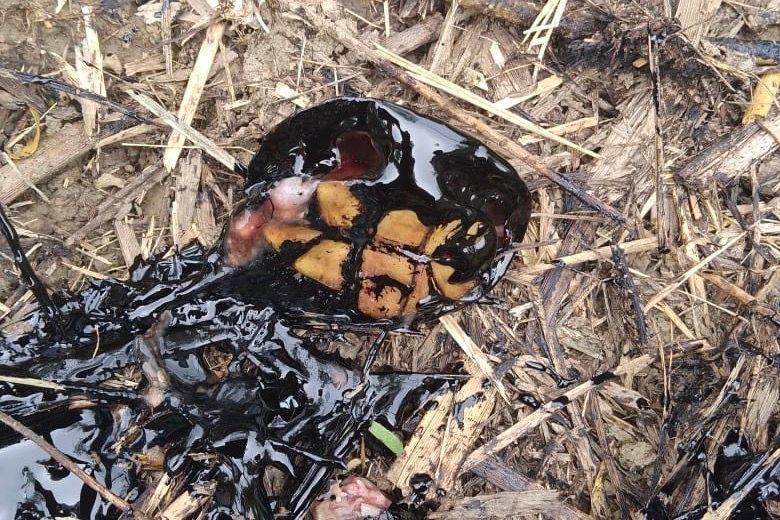 Derrames de petróleo Pemex Ojital Viejo 6.jpeg