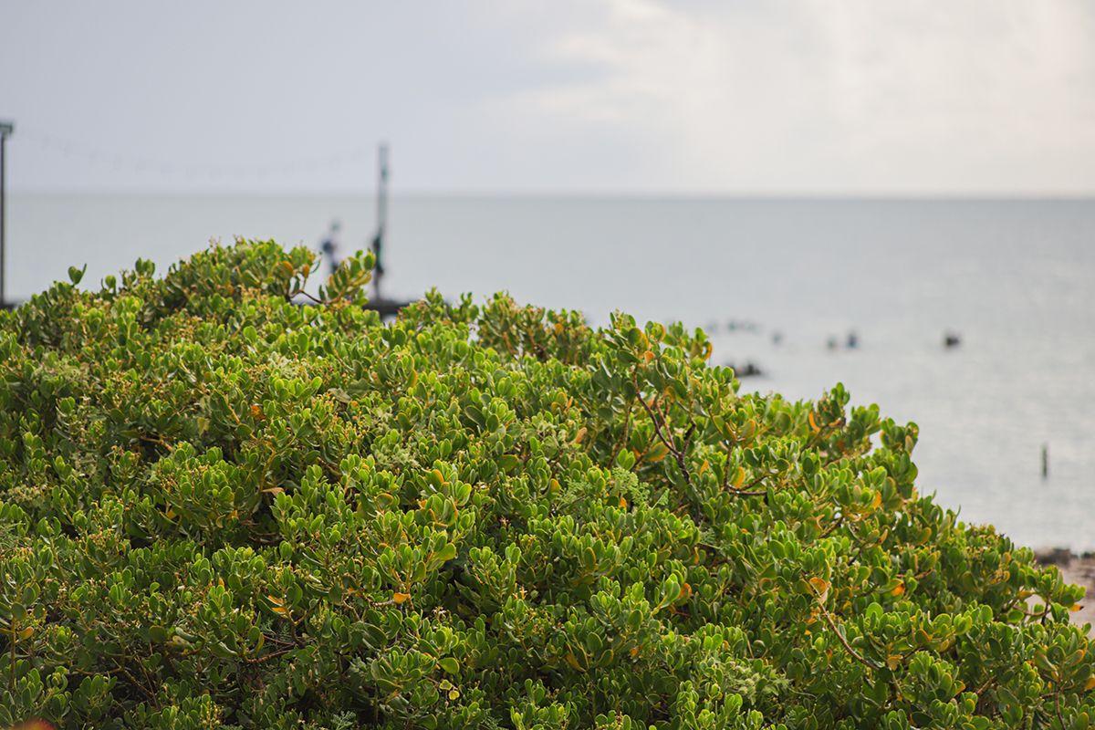 Damage to dune vegetation is another cause of coastal erosion. Photo: Lilia Balam.