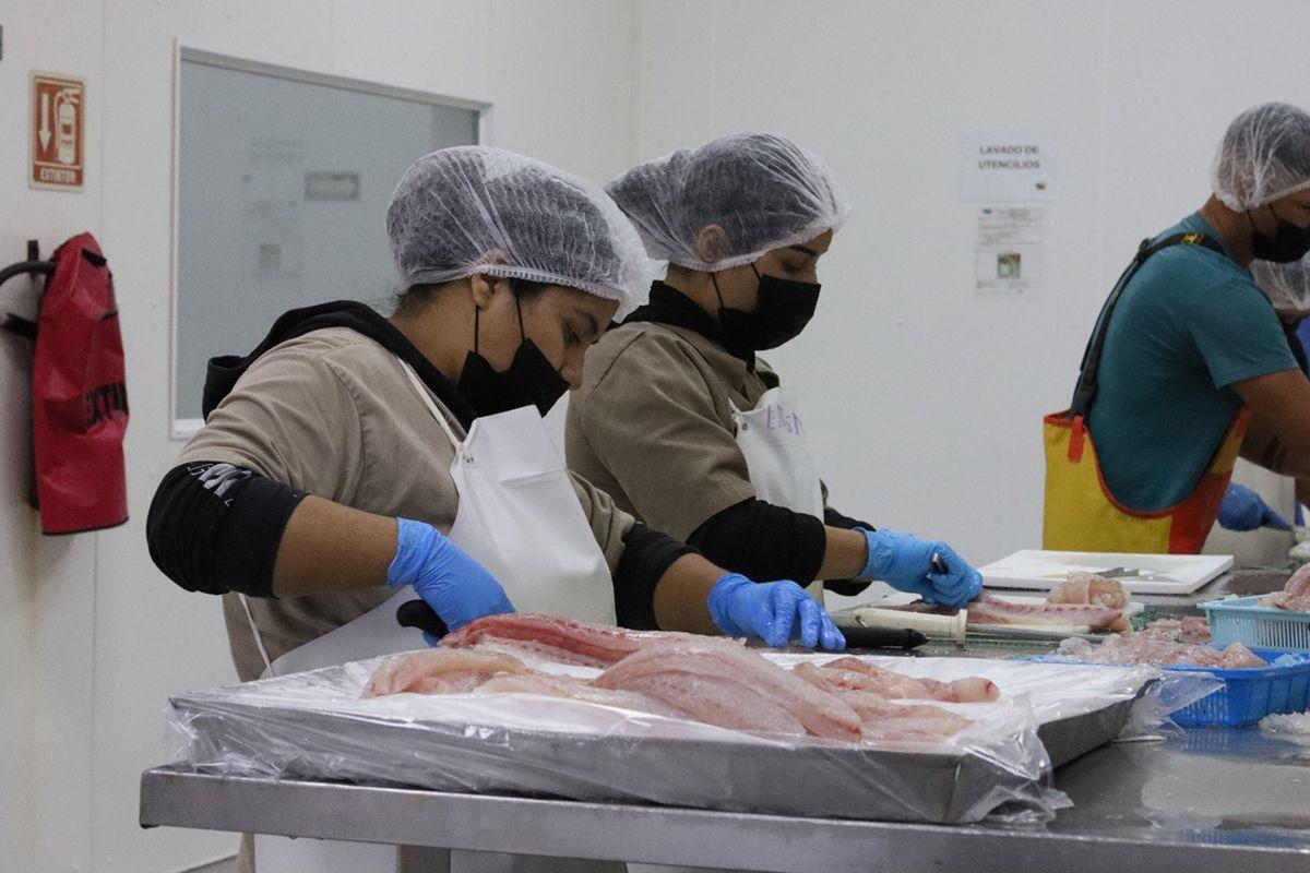 Women at a processing plant in Baja California Sur. Photo: Patricia Ramírez.