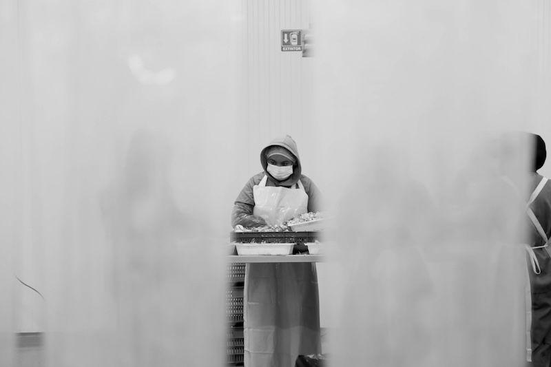 Plant All Marisco.jpeg