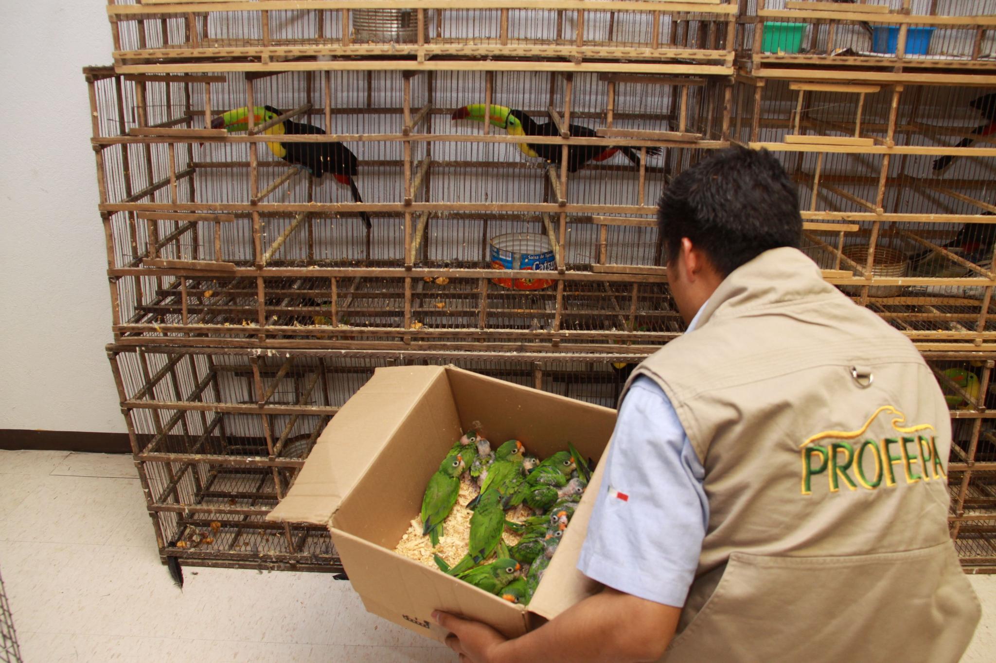 Home” Profepa” Assurances” traffic from especies.jpg