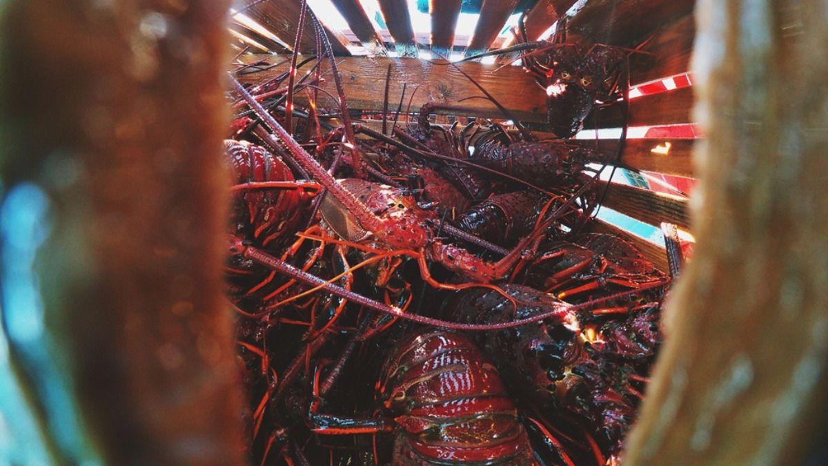 langostas bcs (1).jpg