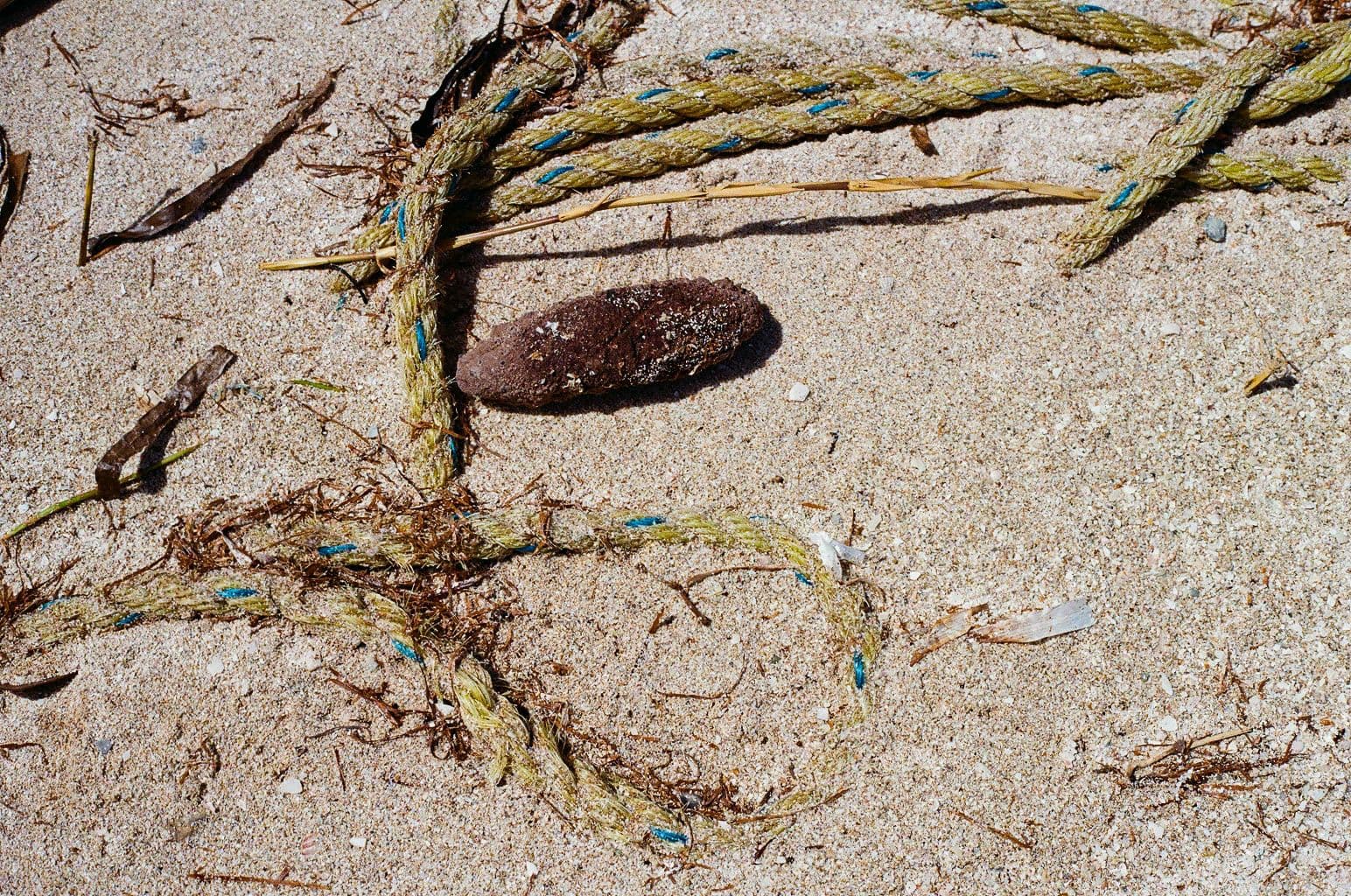 pepino-mar-trafico-especies-dzilam-yucatan.jpg