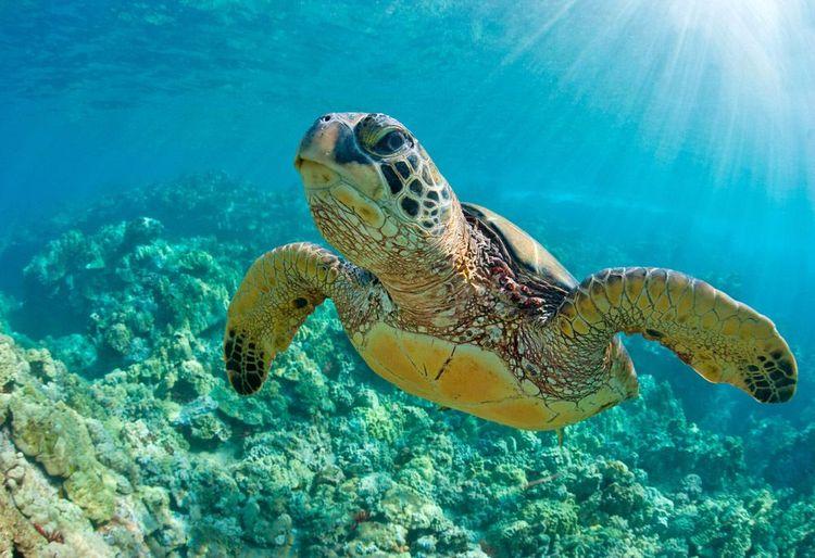 En México, la tortuga marina es una de las especies que se ve afectada como captura incidental en la pesca de camarón. Imagen: Semarnat.