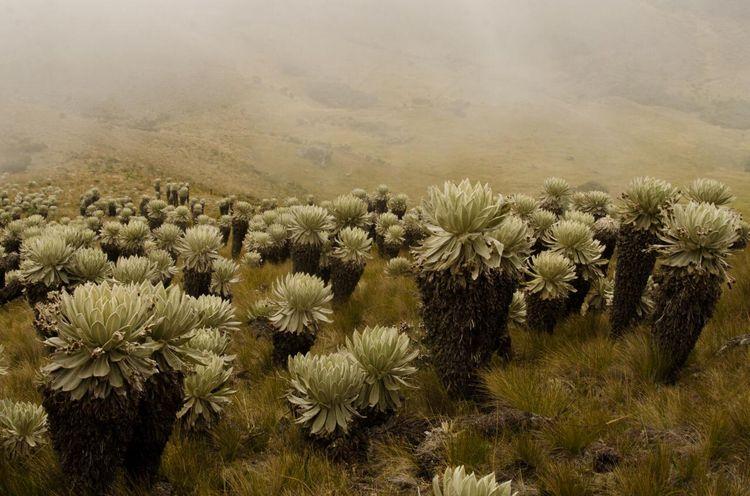 Páramos de Boyacá, Colombia. Fotografía de la Corporación Autónoma Regional de Boyacá (CORPOBOYACÁ)