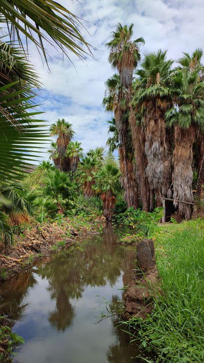 San José de Comondú, un oasis en la montañosa sierra. Crédito: Daniela Reyes.
