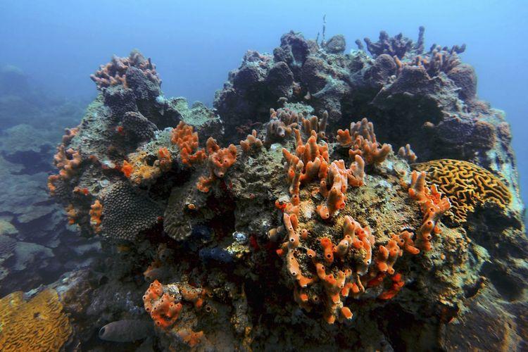 Sistema Arrecifal Veracruzano. Foto: Félix Márquez/Cuartoscuro