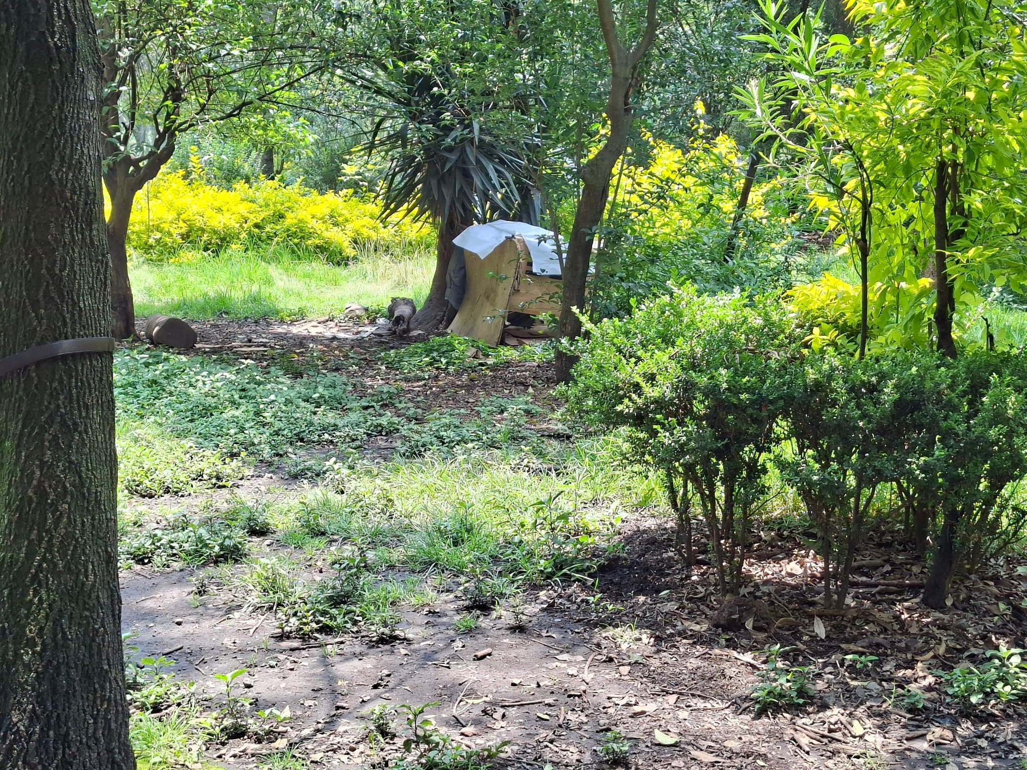 vecinos-parque-ramon-lopez-velarde-cuidan.jpg